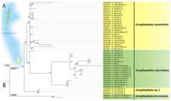 (A and B) ML phylogeny of members of the genus Coryphophylax based on 446 bp of mitochondrial 16S rRNA.
