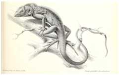 Illustration of C. maximiliani reproduced from Fitzinger in: Steindachner, 1867 (Plate II, Fig. 6).