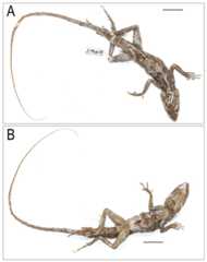 Coryphophylax maximiliani lectotype adult male NHMV 20976:5.