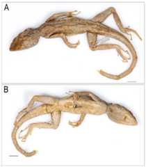 Coryphophylax humei lectotype male ZSI 5041.