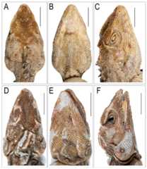 Images depicting cephalic region of Coryphophylax humei lectotype male ZSI 5041.