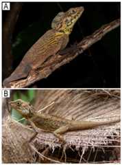 Coryphophylax maximiliani from Nicobar Islands showing colouration in life.