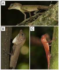 Images of Coryphophylax species (A & B) C. subcristatus, photo by Zeeshan A. Mirza; (C) Coryphophylax brevicauda, photo by S. Harikrishnan.