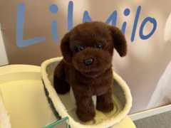 Abbiamo accarezzato un cane robot: si chiama LilMilo ed è in grado di interagire con le persone