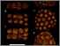 [thumbnail of Halliday_Figure 2 Scans.pdf]