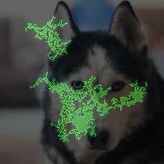 A feature attribution visualization of a husky using integrated       gradients