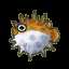 Puffer fish