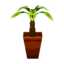 dracaena