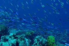 Photo of a coral reef