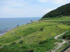 【石川県】のどかさとたくましさを兼ね備えた日本の原風景「白米千枚田」の楽しみ方