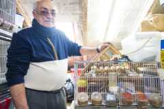 Ramiro, con algunos de sus canarios, en concreto los que están criando.