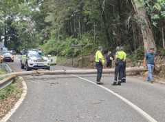 Árbol que corta el recorrido de La Vuelta.