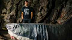 El director posa con un tiburón en el Museo de Cera de Madrid.