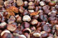 La mejor zona de Málaga para coger castañas es un paraíso para hacer senderismo: