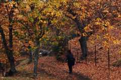 Los 6 lugares de la ruta del Bosque de Cobre imprescindibles para ver el otoño en Málaga