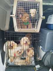 Algunos de los perros incauticados.