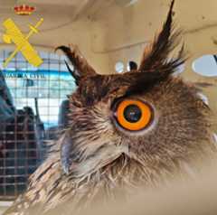 El búho que resultó herido.