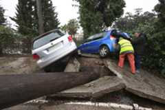 La caída de un árbol de grandes dimensiones provoca el levantamiento del pavimento en Los Barrios (Cádiz).
