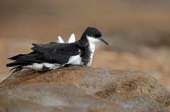 A bird with a black back and a white breast sits on a tan rock.