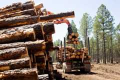 Logging operations in the Coconino National Forest in Arizona. President Trump issued an executive order that seeks to increase logging in the national forest system and other federal lands. (Randi Shaffer / USDA Forest Service)