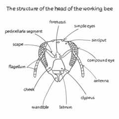 Head structure of working bee