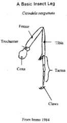 Insect leg diagram