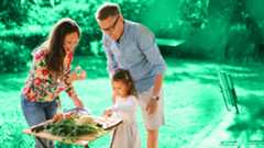 green corn plant at daytime