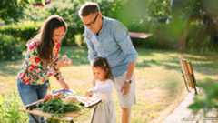 green corn plant at daytime