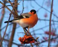 Снегирь. Фото: Клуб Спортивных Орнитолов "Птицы и Люди"