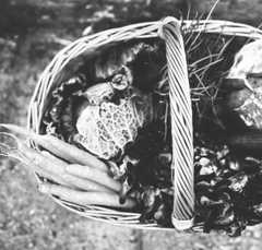 Learn more about our Nutrition Certificates certificate programs