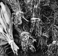 Learn more about our Food and Plant Science Certificates certificate programs