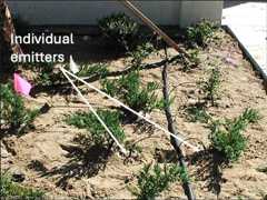 Individual drip emitters. 