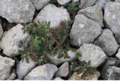 An example of broadleaf weed – spotted spurge inhabiting gravel.