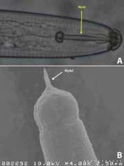 a) Retracted stylet of a lance nematode. b) Partially extended stylet of a sting nematode.