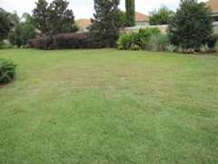 Weeds proliferate in this zoysia turf weakened by plant-parasitic nematodes.