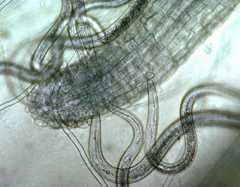Ectoparasitic sting nematodes feeding on a root.