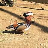 えびっこ