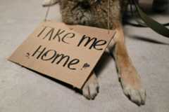 Animals Rights, Welfare, Rescue: What's the Difference?