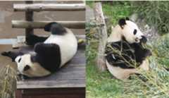 Le couple emblématique de pandas de Beauval retourne en Chine. (Jessica Piené) Jessica Piené