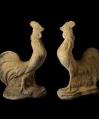 Cockerel EG027