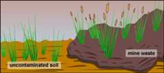 Grass on uncontaminated soil does not have seed heads. Grass on contaminated soil does.