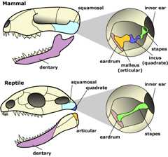 lizard and mammal skulls, with ear bones
