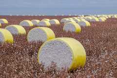 Máquinas colhendo algodão