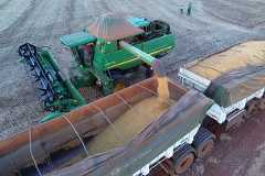 Soybean harvest on a farm in Maringa