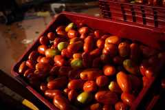 Ceasa/RS e produtores rurais gaúchos cerca de um mês após o início das enchentes