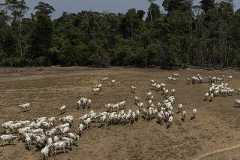 DESAMATAMENTO CAUSA PREJUÍZOS NA AGRICULTURA DA AMAZONIA