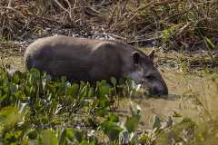 Anta bebe água em fazenda em Barão de Melgaço (MT)
