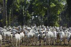 ALTA FLORESTA, MT, BRASIL 01.08.2015 Gado é visto em pasto de fazenda próxima a Alta Floresta, em Mato Grosso (Foto: Lalo de Almeida/Folhapress)