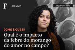 Qual é o impacto da febre do morango do amor no campo?