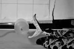 Serpente da espécie 'Deinagkistrodon acutus' filmada durante experimento